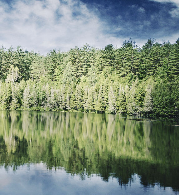 A lake in the forest